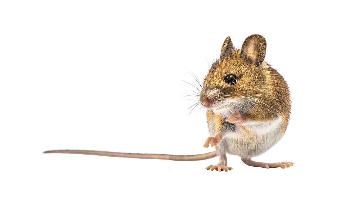 BasementMouse.org Hero Image
